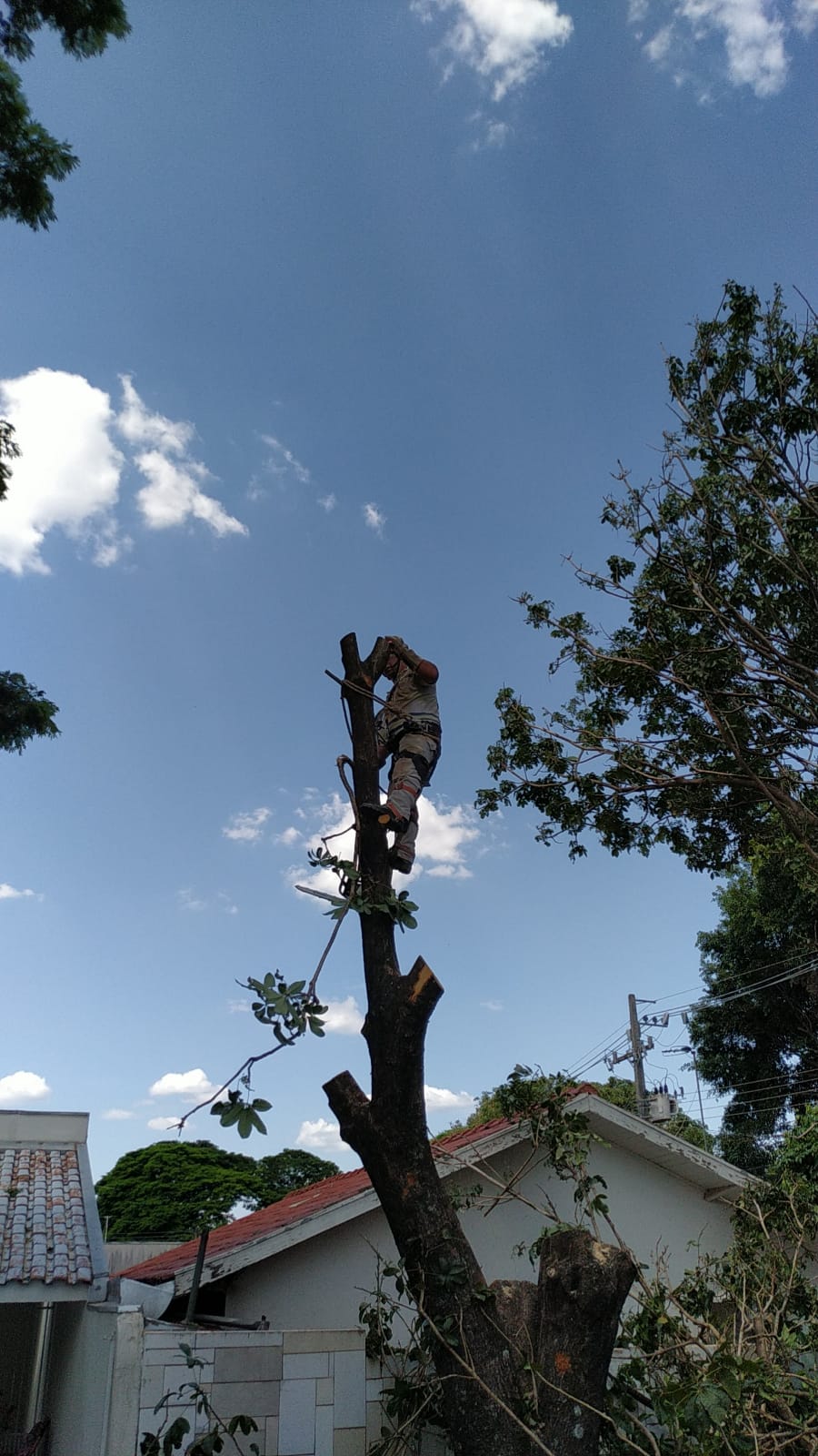 Bra O Forte Poda E Corte Poda E Corte De Arvores